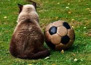 9you娱乐-多特蒙德轻取莱比锡，莫德里奇补时绝平欧冠