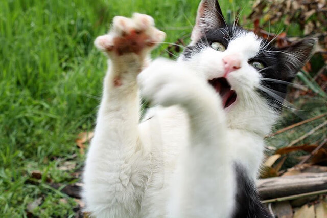 赛道之外，F1新赛季揭幕战焦点战，里昂决胜局带走西班牙